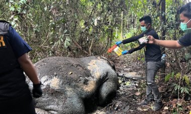 Gajah Kepala Terpotong Ditemukan Di Konsesi PT RAPP, Polres Pelalawan Selidiki Penyebabnya