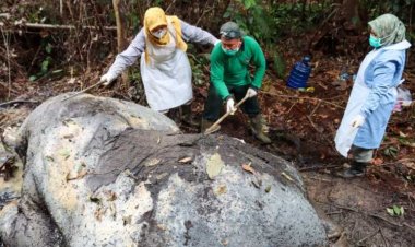 Pastikan Unsur Pidana, Hasil Labfor Polda Riau Ungkap Gajah Berkepala Terpotong Alami Luka Tembak