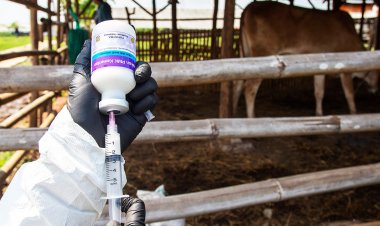 Gelar Vaksinasi PMK Serentak, Pemprov Riau Targetkan 20 Ribu Dosis Tersalurkan Hingga Maret 2026