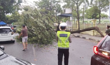 Sempat Ganggu Arus Lalu Lintas, Dua Pohon Tua Tumbang Di Kawasan Masjid Raya An-Nur Pekanbaru