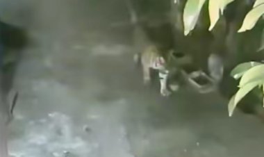 Harimau Sumatera Terekam CCTV Di Permukiman Warga, BBKSDA Riau Lakukan Mitigasi Di Siak