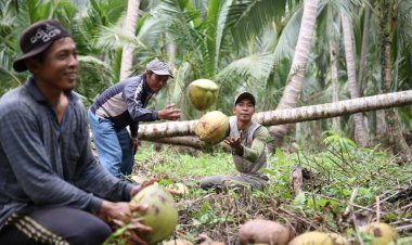 Dorong Produktivitas Petani, Provinsi Riau Replanting Ribuan Hektare Kebun Kelapa