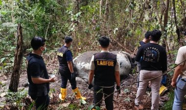 Lanjutkan Penyelidikan Pembunuhan Gajah Berkepala Terpotong, Polda Riau Periksa 33 Saksi