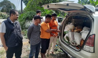 Curi Sawit PT AIP Seberat 410 Kg, Dua Pemuda Bawa Innova Ditangkap Polsek Tualang