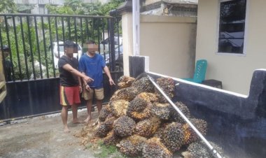 Bongkar Pencurian 50 Tandan Sawit Milik PT MSSP, Polsek Tualang Amankan Dua Tersangka