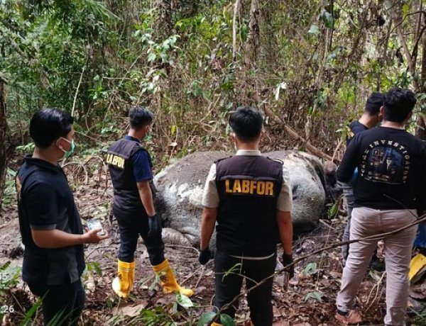 Lanjutkan Penyelidikan Pembunuhan Gajah Berkepala Terpotong, Polda Riau Periksa 33 Saksi