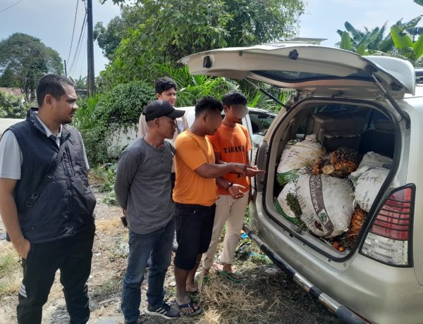 Curi Sawit PT AIP Seberat 410 Kg, Dua Pemuda Bawa Innova Ditangkap Polsek Tualang