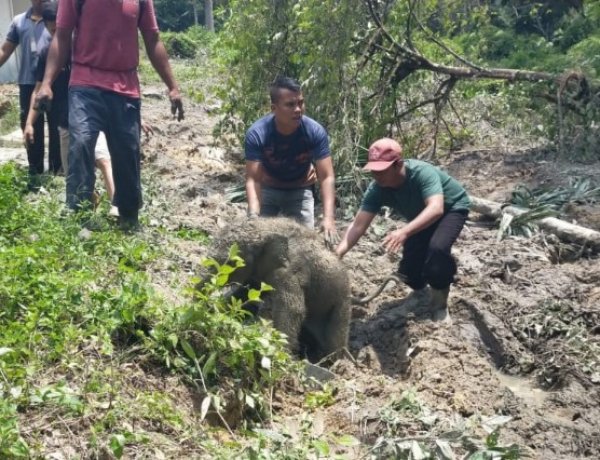 Dipicu Anak Terjebak Lubang Septic Tank, Mess Perusahaan Di Minas Jadi Sasaran Amuk Kawanan Gajah