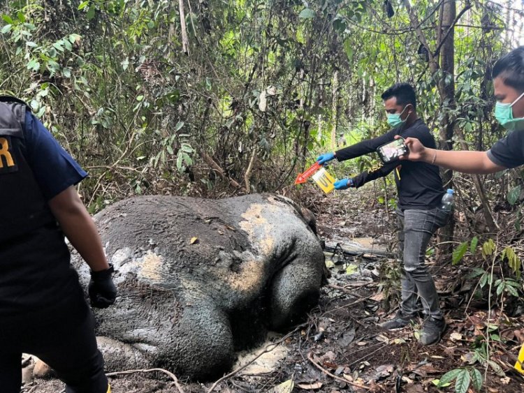 Gajah Kepala Terpotong Ditemukan Di Konsesi PT RAPP, Polres Pelalawan Selidiki Penyebabnya