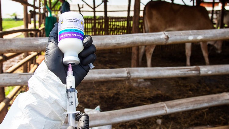 Gelar Vaksinasi PMK Serentak, Pemprov Riau Targetkan 20 Ribu Dosis Tersalurkan Hingga Maret 2026