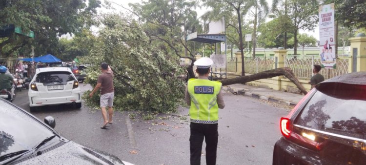 Sempat Ganggu Arus Lalu Lintas, Dua Pohon Tua Tumbang Di Kawasan Masjid Raya An-Nur Pekanbaru