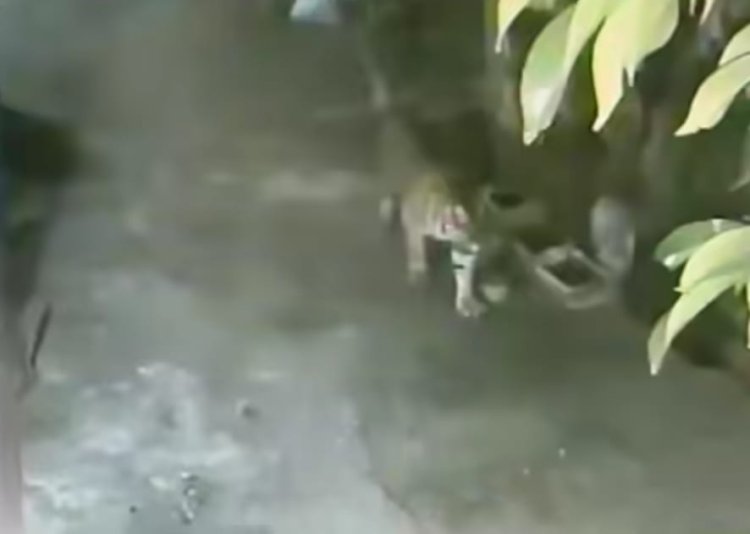 Harimau Sumatera Terekam CCTV Di Permukiman Warga, BBKSDA Riau Lakukan Mitigasi Di Siak