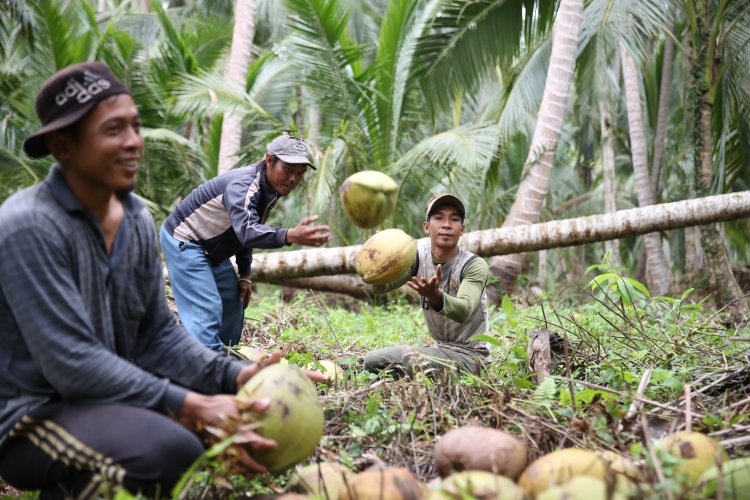 Dorong Produktivitas Petani, Provinsi Riau Replanting Ribuan Hektare Kebun Kelapa