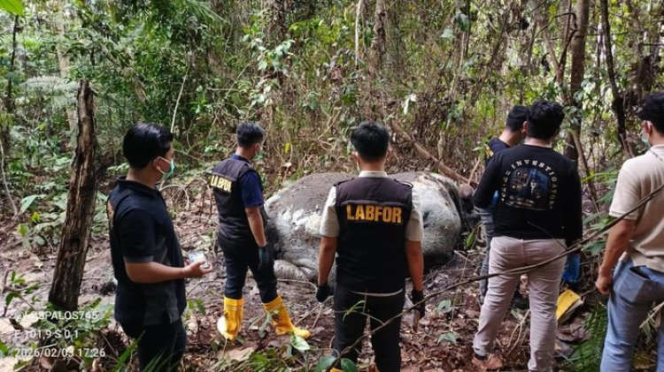 Lanjutkan Penyelidikan Pembunuhan Gajah Berkepala Terpotong, Polda Riau Periksa 33 Saksi