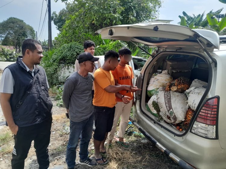 Curi Sawit PT AIP Seberat 410 Kg, Dua Pemuda Bawa Innova Ditangkap Polsek Tualang