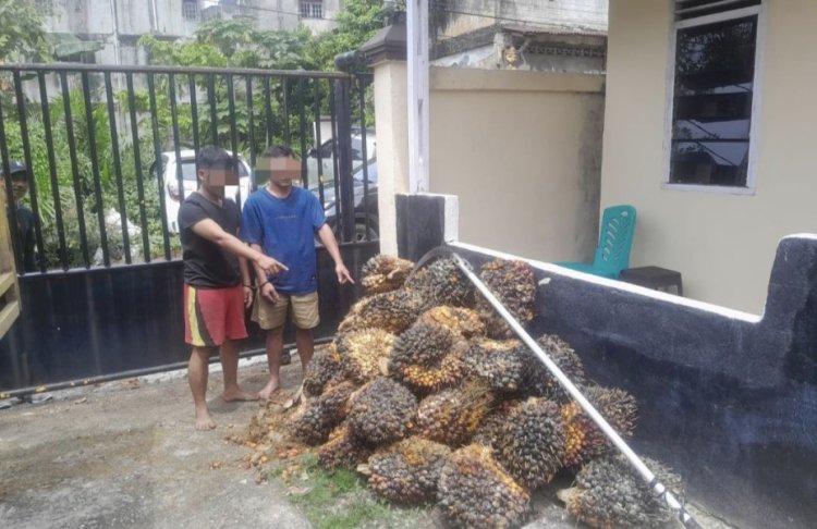 Bongkar Pencurian 50 Tandan Sawit Milik PT MSSP, Polsek Tualang Amankan Dua Tersangka