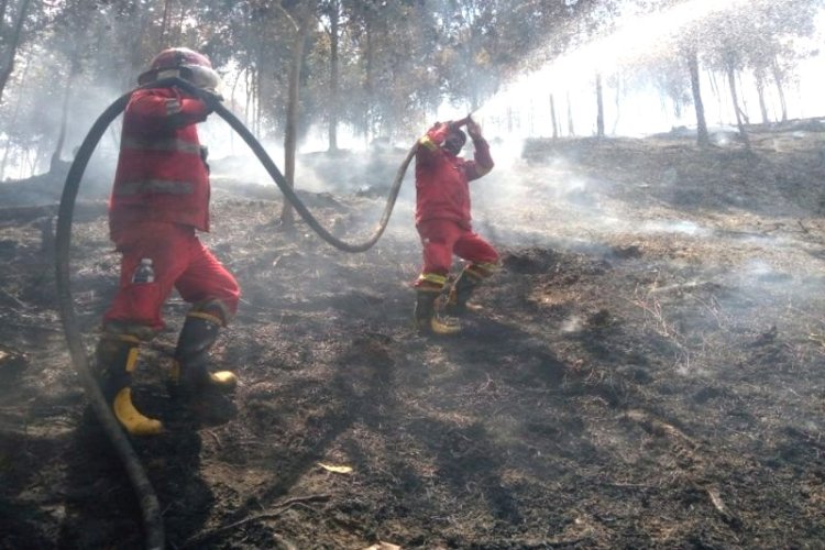 Karhutla Pulau Mendol Capai 500 Hektare, Petugas Dan Warga Kewalahan Setelah Hampir Dua Pekan Padamkan Api