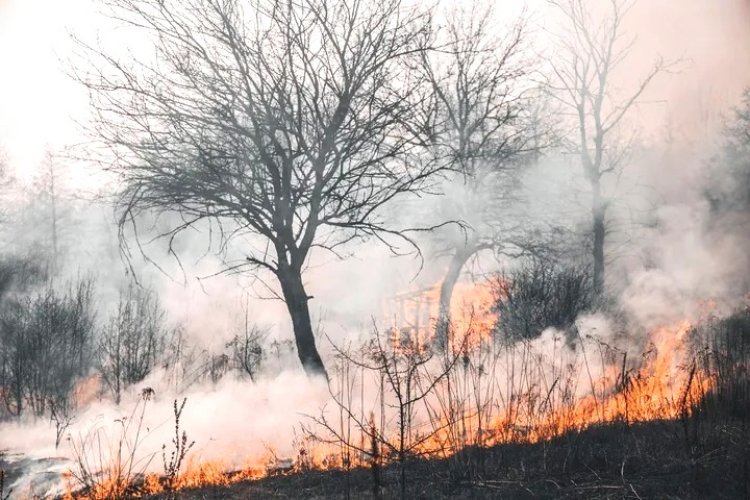 Ungkap Karhutla 3 Hektare Di Bantan, Polres Bengkalis Tetapkan Satu Tersangka