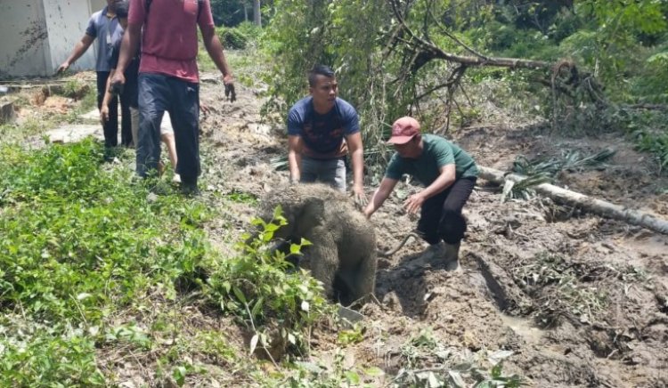 Dipicu Anak Terjebak Lubang Septic Tank, Mess Perusahaan Di Minas Jadi Sasaran Amuk Kawanan Gajah