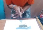 Sembunyikan Ganja Kering Di Tangkai Egrek Sawit, Pria Di Minas Diciduk Polisi