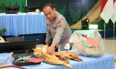 Bongkar Kematian Gajah Tanpa Kepala Di Kawasan TNTN, Polda Riau Tangkap 15 Tersangka