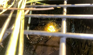 Terjebak Perangkap Warga di Teluk Meranti, Anak Harimau Sumatera Diamankan BBKSDA Riau