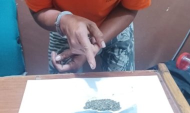 Sembunyikan Ganja Kering Di Tangkai Egrek Sawit, Pria Di Minas Diciduk Polisi