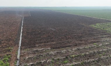 20 Hektare Sawit Di Merbau Alami Kebakaran, Gerak Cepat Tim Gabungan Berhasil Padamkan Karhutla