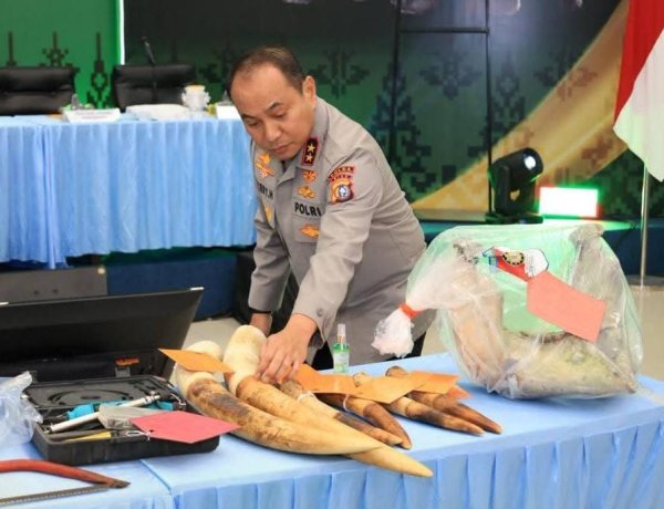 Bongkar Kematian Gajah Tanpa Kepala Di Kawasan TNTN, Polda Riau Tangkap 15 Tersangka