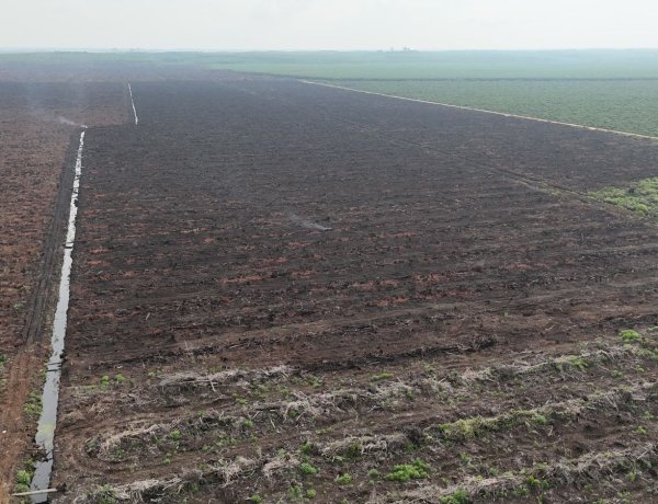 20 Hektare Sawit Di Merbau Alami Kebakaran, Gerak Cepat Tim Gabungan Berhasil Padamkan Karhutla