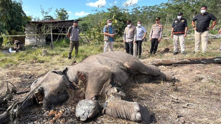Anak Gajah Sumatera Tewas Terjerat Di Pelalawan, Polda Riau Tetapkan Pemilik Lahan Jadi Tersangka