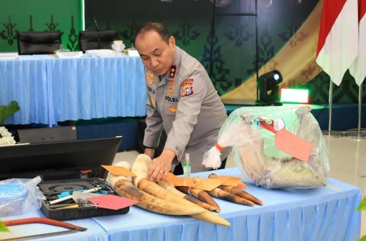 Bongkar Kematian Gajah Tanpa Kepala Di Kawasan TNTN, Polda Riau Tangkap 15 Tersangka