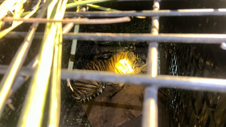 Terjebak Perangkap Warga di Teluk Meranti, Anak Harimau Sumatera Diamankan BBKSDA Riau