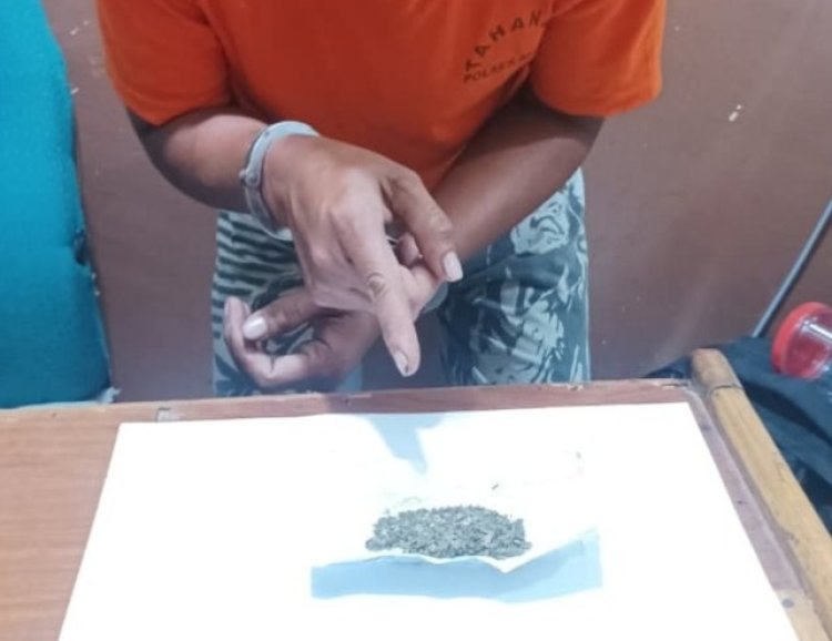 Sembunyikan Ganja Kering Di Tangkai Egrek Sawit, Pria Di Minas Diciduk Polisi