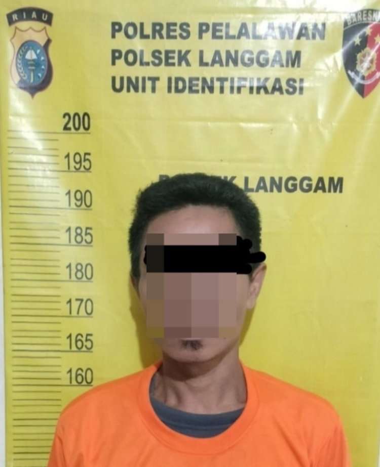 Curi 9 Tandan Sawit Milik CV Segati Jaya, Pria Di Langgam Diciduk Polisi
