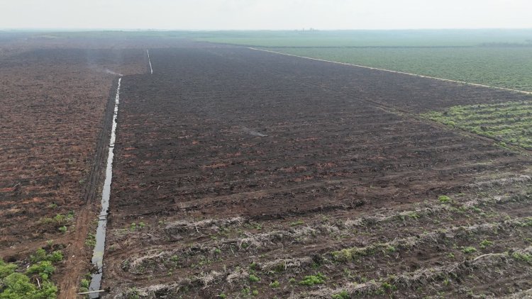 20 Hektare Sawit Di Merbau Alami Kebakaran, Gerak Cepat Tim Gabungan Berhasil Padamkan Karhutla