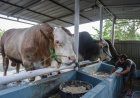 Terapkan Standar Tinggi Sapi Kurban Presiden, Pemrov Riau Libatkan Peternak Lokal Seluruh Daerah