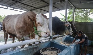 Terapkan Standar Tinggi Sapi Kurban Presiden, Pemrov Riau Libatkan Peternak Lokal Seluruh Daerah