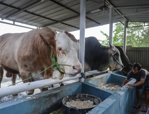 Terapkan Standar Tinggi Sapi Kurban Presiden, Pemrov Riau Libatkan Peternak Lokal Seluruh Daerah