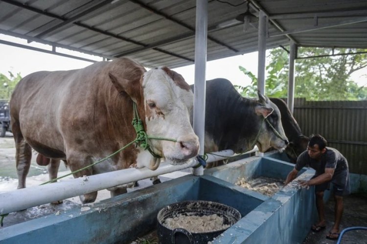 Terapkan Standar Tinggi Sapi Kurban Presiden, Pemrov Riau Libatkan Peternak Lokal Seluruh Daerah