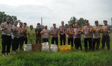 Manfaatkan Lahan Produktif Demi Ketahanan Pangan Nasional, Polsek Sukajadi Panen 500 Kg Jagung Pipil