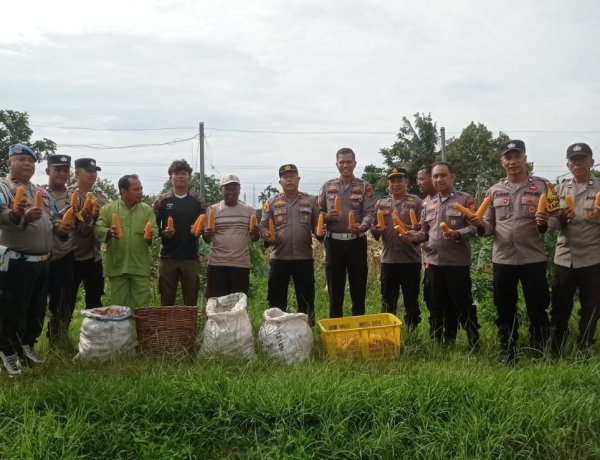 Manfaatkan Lahan Produktif Demi Ketahanan Pangan Nasional, Polsek Sukajadi Panen 500 Kg Jagung Pipil