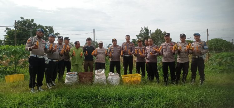 Manfaatkan Lahan Produktif Demi Ketahanan Pangan Nasional, Polsek Sukajadi Panen 500 Kg Jagung Pipil