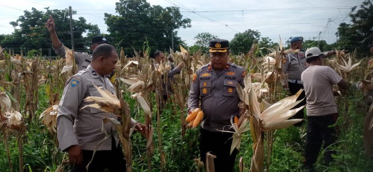 Manfaatkan Lahan Produktif Demi Ketahanan Pangan Nasional, Polsek Sukajadi Panen 500 Kg Jagung Pipil