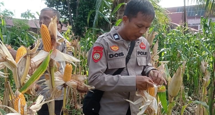 Manfaatkan Lahan Produktif Demi Ketahanan Pangan Nasional, Polsek Sukajadi Panen 500 Kg Jagung Pipil