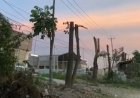 Pemangkasan Pohon Besar Di Jalan SM Amin, DLHK Pekanbaru Klarifikasi Bakal Dipindahkan Ke Tenayan Raya
