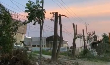 Pemangkasan Pohon Besar Di Jalan SM Amin, DLHK Pekanbaru Klarifikasi Bakal Dipindahkan Ke Tenayan Raya