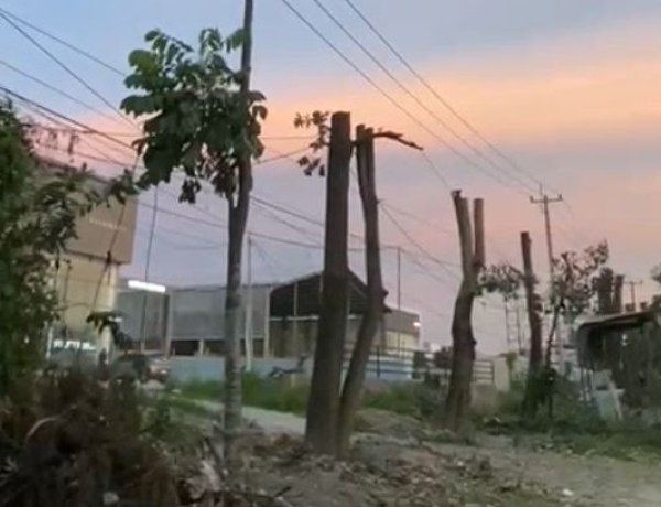 Pemangkasan Pohon Besar Di Jalan SM Amin, DLHK Pekanbaru Klarifikasi Bakal Dipindahkan Ke Tenayan Raya