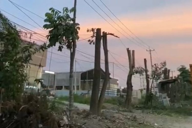 Pemangkasan Pohon Besar Di Jalan SM Amin, DLHK Pekanbaru Klarifikasi Bakal Dipindahkan Ke Tenayan Raya