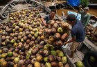Permintaan Ekspor Tiongkok Melemah, Harga Kelapa Bulat Indonesia Anjlok Di Atas 50 Persen